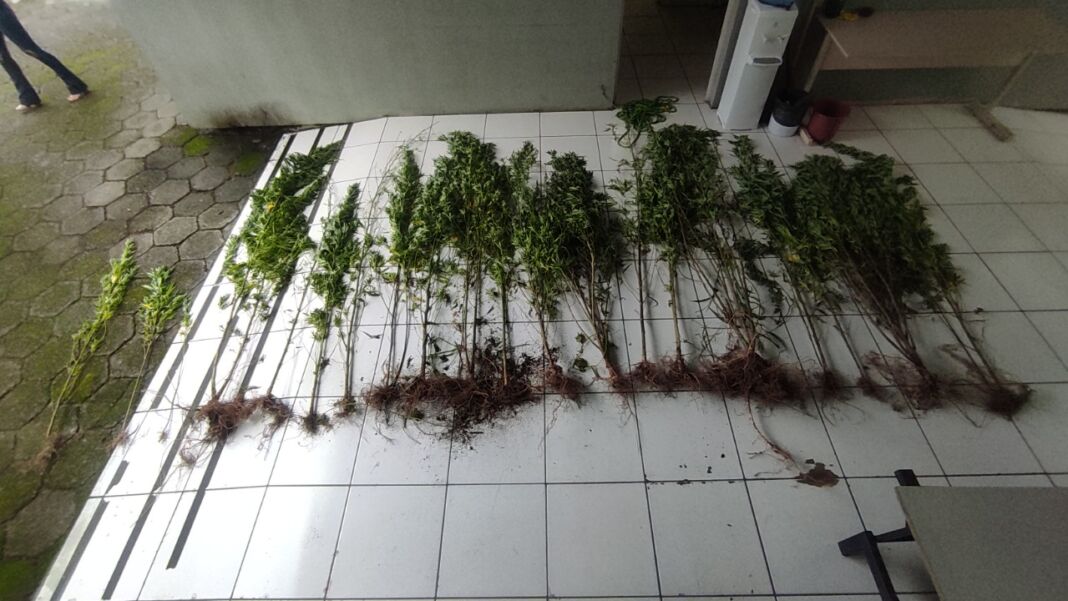 plantação maconhatimbé do sul