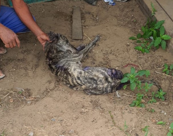 cachorro maus tratos