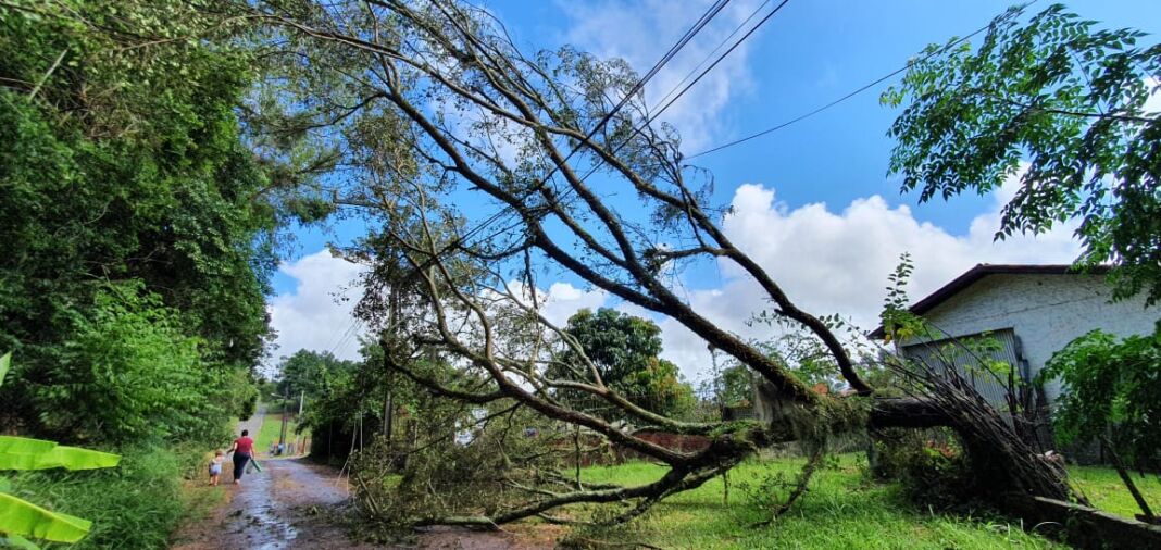árvore celesc sombrio
