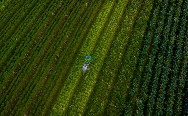 agricultura_agro_epagri_20210414_1479180851