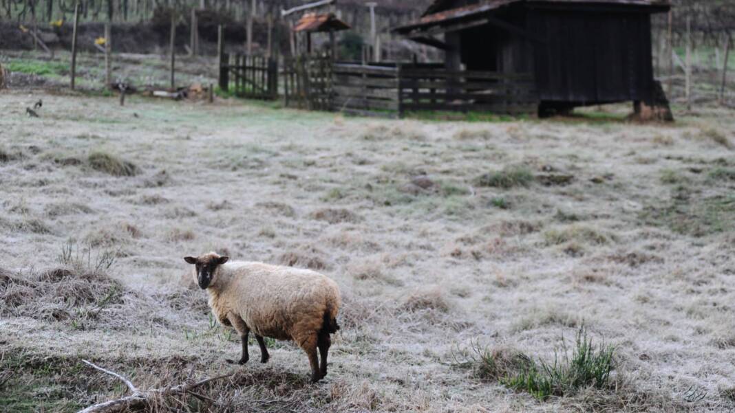 Frio