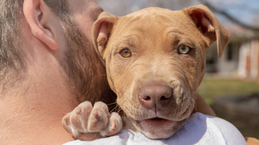 cachorro_pit_bull-1024x576