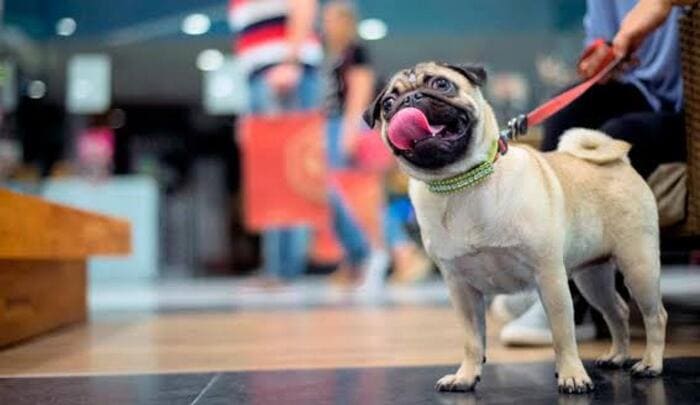 cachorro shopping (1) (1)