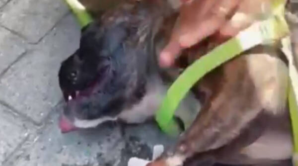 Cachorro-BC-SC-800x445