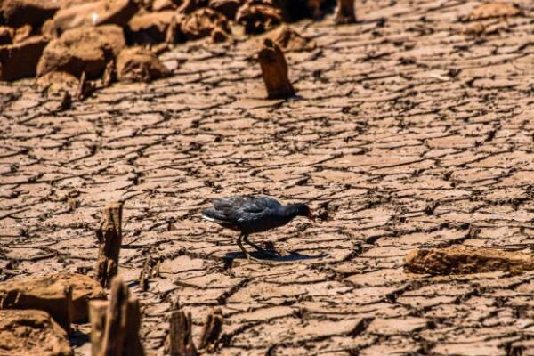 estiagem___seca___oeste_de_santa_catarina_20220207_1870983839