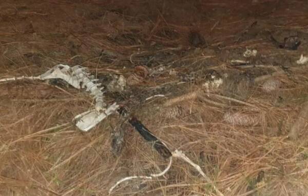 Maus-tratos Campos Novos1