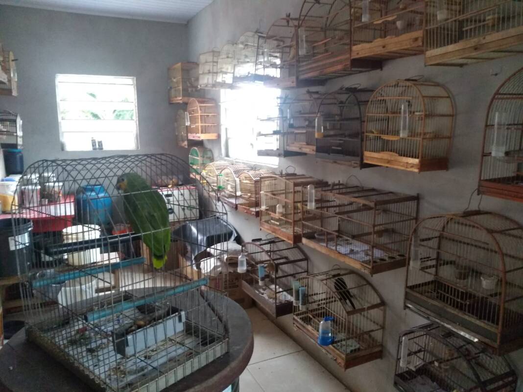 Pássaros Apreendidos