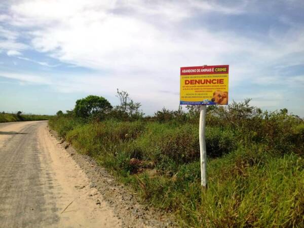 abandono animais arroio dentro