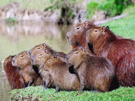 Como surgiu o termo Capivara no mundo enxadrístico - Clube de