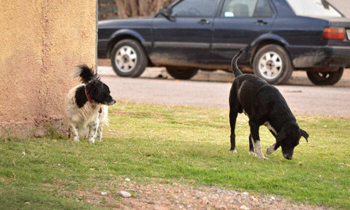 Cães soltos interferem na qualidade do trabalho dos leituristas