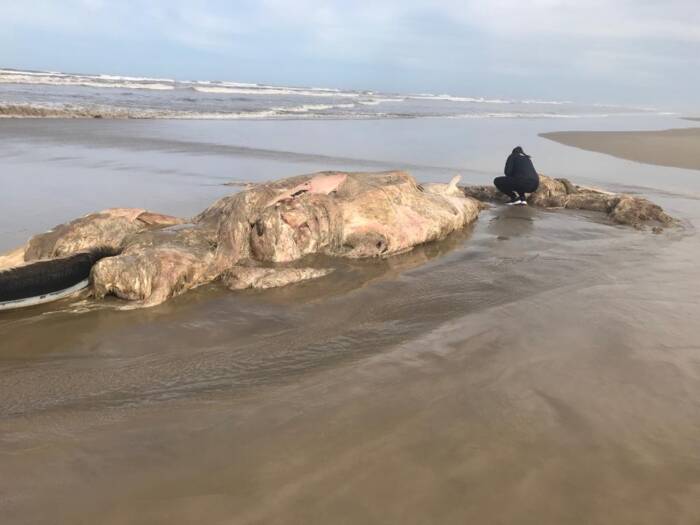 carcaças tartarugas