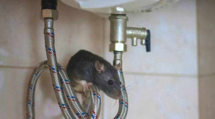 rato