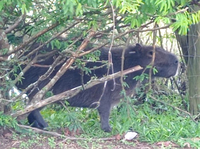 CAPIVARA FAZENDO SUCESSO (1) (1) (1)