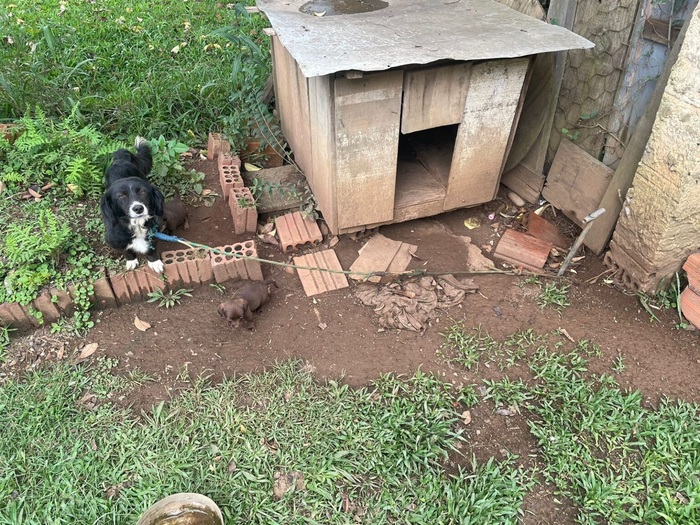 MAUS-TRATOS-CAES (1)