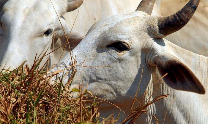 vaca-louca (1)