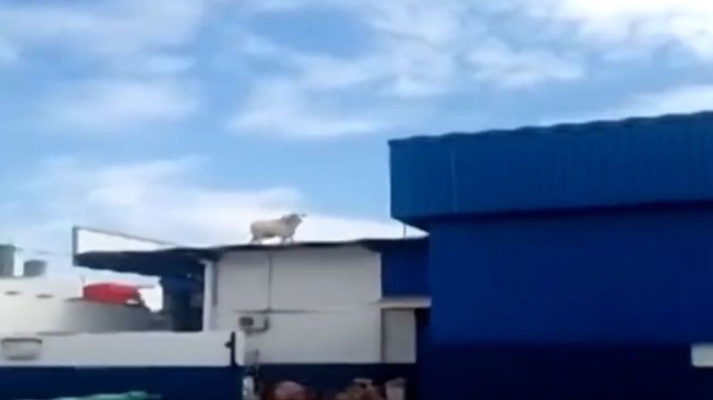 boi-telhado-frigorifico (1)