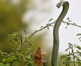 destaque-duelo-cobra-e-mangusto