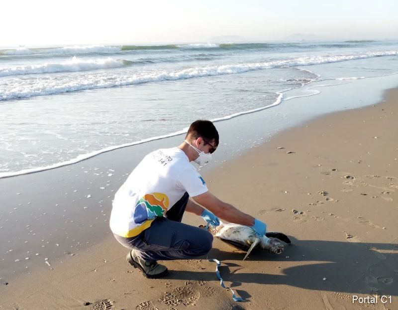 tartaruga_morta_univille (1)