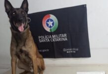 Suspeito de tráfico de drogas é preso após tentar fugir da PM em Arroio do Silva