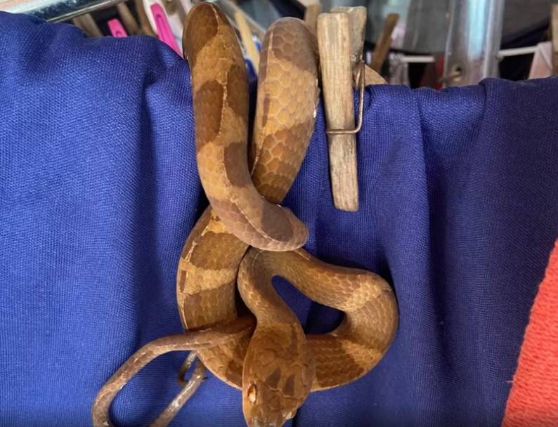 cobra-dormideira (1)