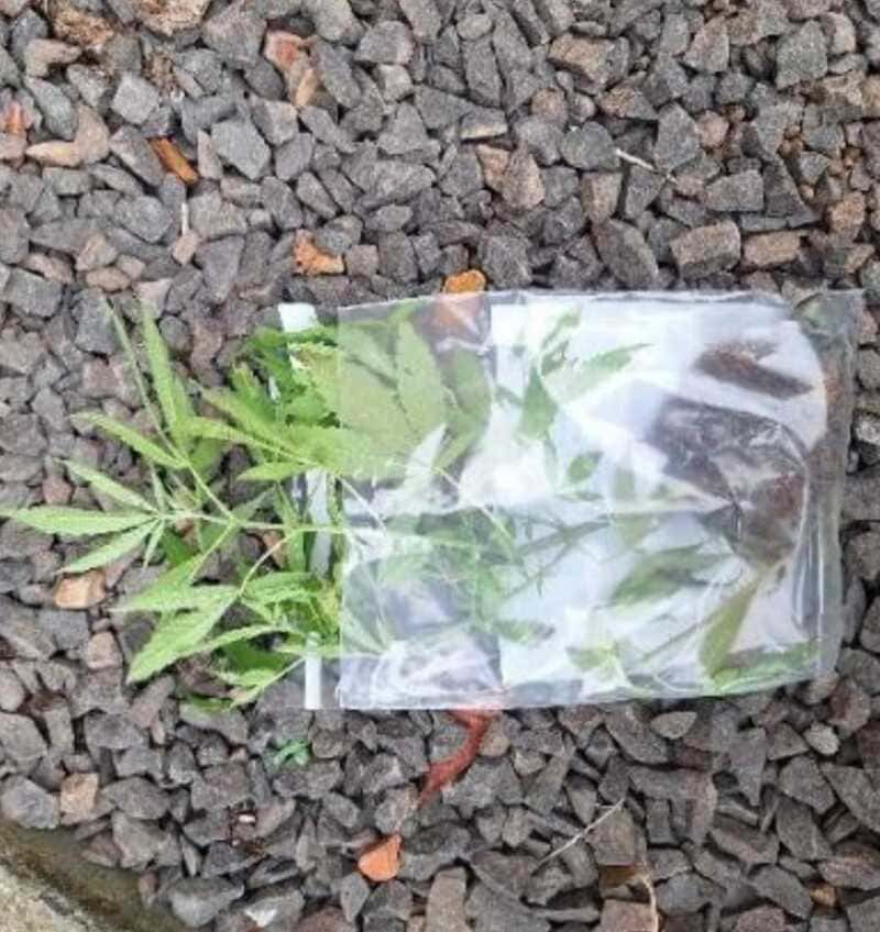 maconha (1)
