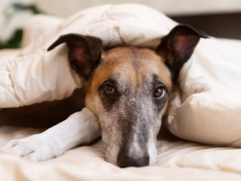 cachorro_medo-u7ol63io42ep (1)