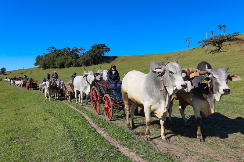 carro_boi_saojoaodosul