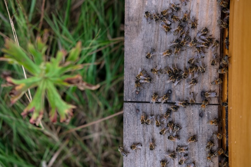 top-view-beehive (1)
