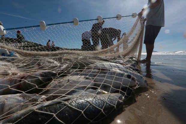 pesca_pescador_tainha_20200924_1125750310