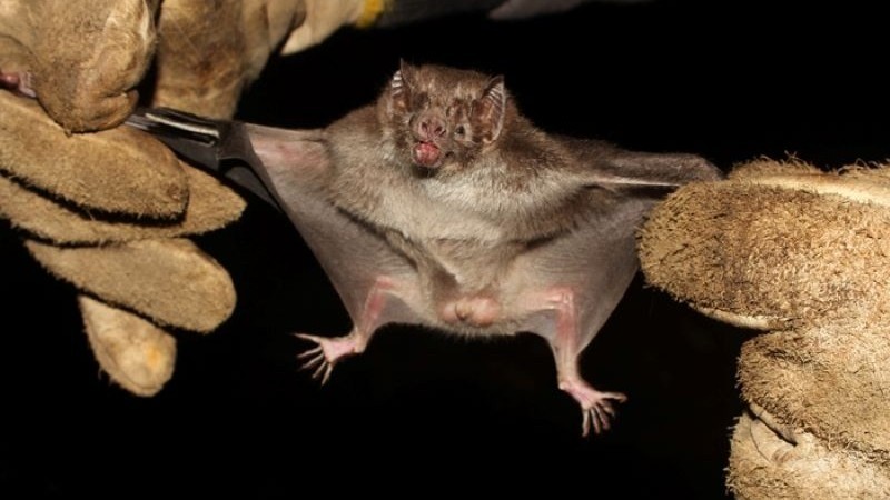 morcego
