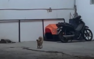 WhatsApp Image 2025-07-29 at 07.43.17