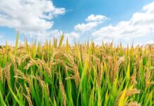 Colheita de Prêmios 65 Anos Urbano premia produtores de arroz de Santa Catarina