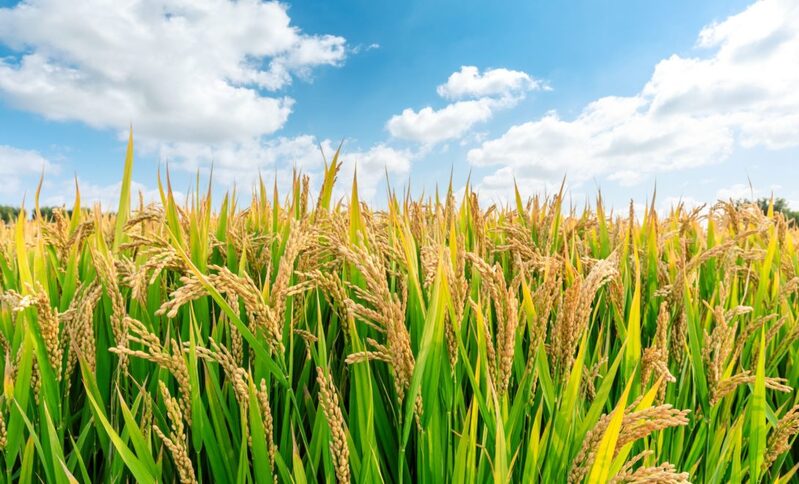 WhatsApp Image 2025-08-25 at 14.45.53