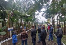 Jacinto Machado recebe 2º Encontro Regional de Bananicultores do Sul Catarinense