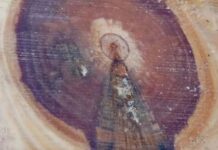 Imagem de Nossa Senhora Aparecida é encontrada em tronco de árvore em SC