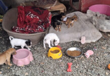 Dezembro Verde: MPSC reforça combate ao abandono de animais diante do aumento de denúncias no fim do ano