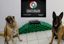 Cães Argo e Sback, com apoio da equipe de Araranguá e outras, auxiliam na apreensão de mais de 32 kg de maconha em operação da PM em Chapecó