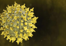 Risco de chegada do vírus Nipah ao Brasil existe, mas chance de disseminação é considerada baixa, dizem especialistas