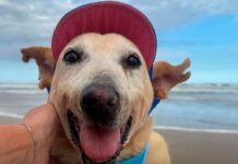 Cão idoso de 22 anos ganha novo lar à beira-mar em Balneário Gaivota