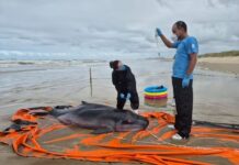 Cachalote-pigmeu encalha em praia de Passo de Torres e morre após resgate