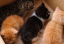 Mulher é denunciada por abandonar quatro filhotes em órgão público de Araranguá