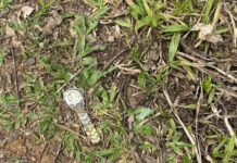 Corpo é encontrado em área de mata em Sombrio