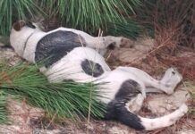 Sequência de envenenamentos de animais revolta moradores em Balneário Gaivota