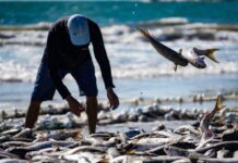 Moa da Pesca afirma que dados oficiais não refletem realidade da pesca no Sul catarinense