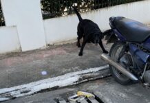 Morador relata ataque de cachorro e cobra providências no Centro de Sombrio