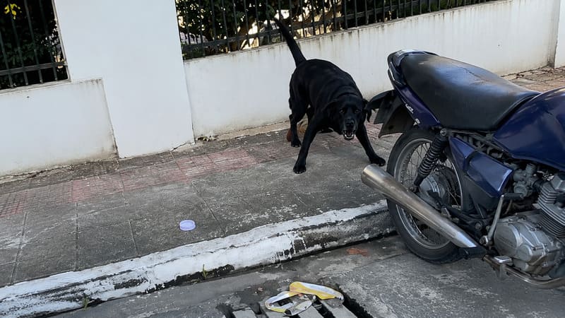 Cachorro
