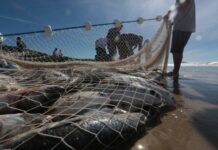 Governo Federal reabre pesca da tainha por arrasto de praia e amplia cota em Santa Catarina