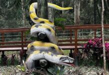 Lenda da Cobra da Itoupava ganha vida no Belinzoni Dino Parque