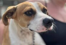 Prefeitura de Sombrio abre agendamentos para novo mutirão de castração e microchipagem de cães e gatos