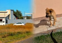 Moradora registra flagrante de abandono de cachorro e caso é levado à polícia em Balneário Gaivota